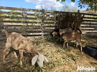 母山羊, Nubian Goat — 照片 3