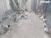Chickens — foto 3