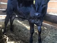 Vaca, Vaca Limousin — foto 2