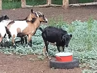 母山羊, Goats — 照片 6
