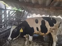 Bull, Holstein breed — photo 6