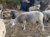 公羊, Merino sheep — 照片 2