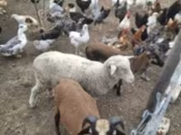 Juh, Merino sheep — 3. fotó