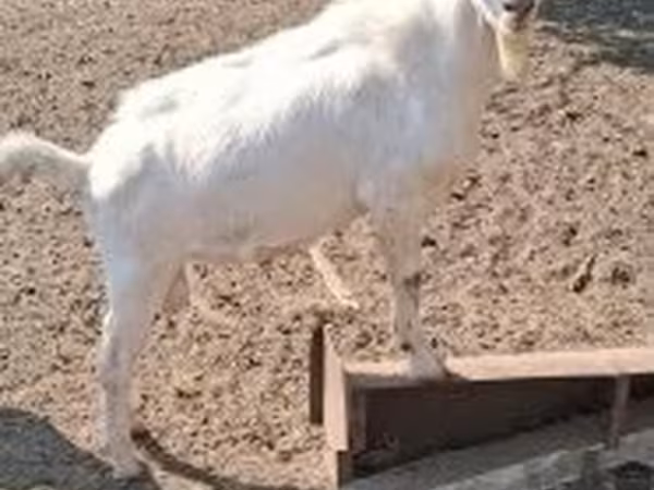Bode, Saanen goat