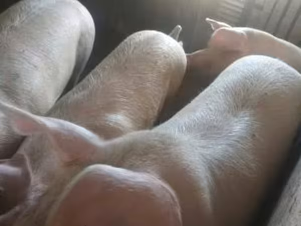 公猪, Крупная белая