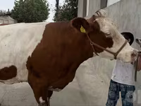 بقرة, Simmental cattle — الصورة 6