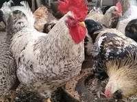 Leghorn — zdjęcie 4