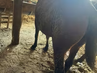 Klisna, Koně — foto 2
