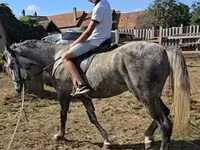 公马, Lipizzaner — 照片 2