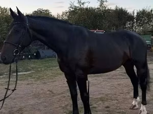 Stute, Dutch warmblood horse — Ungarn