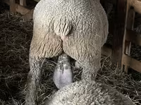 Kos, Ile-de-France sheep — 2. fotó