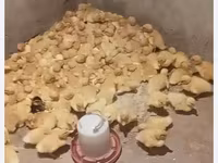 Német Pekin — 3. fotó