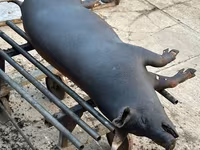 Knur, Świnie — zdjęcie 1