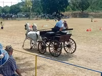 Madyan, Lipizzaner — foto 4