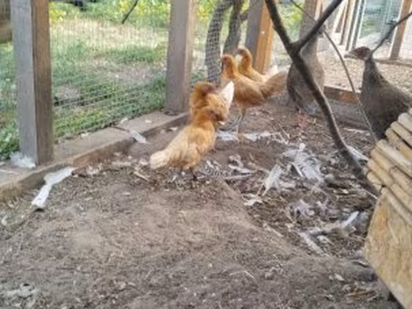 Chickens — Magyarország