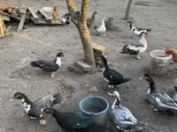 Ducks — Foto 2