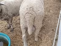 Қошқар, Merino sheep — 3-сурет