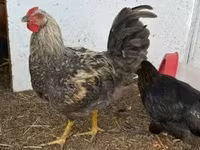 Chickens — Foto 2