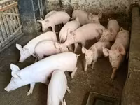 Pigs (batch, sex not specified), Крупная белая — photo 2