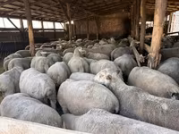 公羊, Sheep — 照片 6