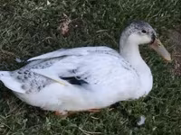 Ducks — photo 1