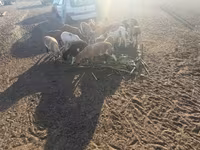 公羊, Cameroon sheep — 照片 3
