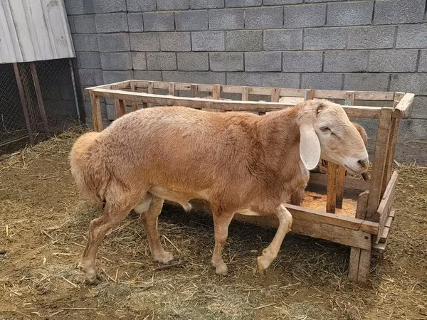 Bélier, Arashan sheep