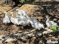 Geese — Foto 6