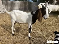 Bak, Saanen goat — 7. fotó
