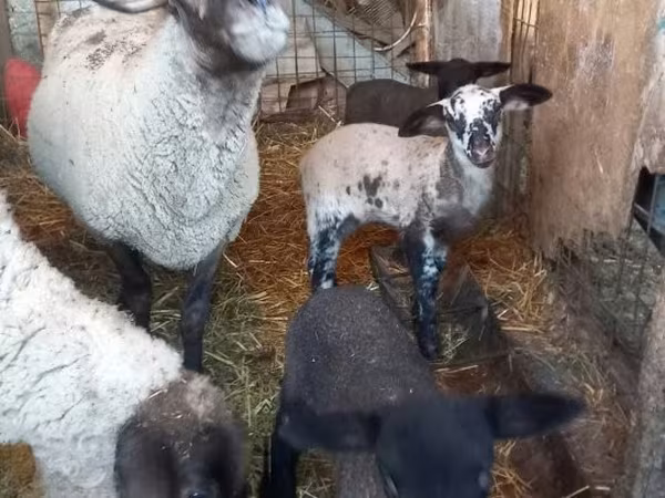 Schaf, White Suffolk sheep