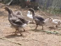 Geese — الصورة 3