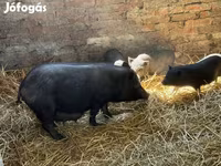 Sow, Вьетнамская вислобрюхая — photo 7