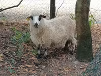 公羊, Racka sheep — 照片 3