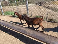 公山羊, Goats — 照片 5