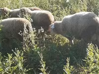 Kos, Merino sheep — 4. fotó