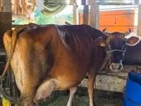 母牛, Cattle — 照片 2