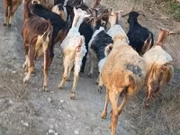 Goat, Damask goat — photo 7
