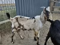 Kozel, Nubian Goat — foto 6