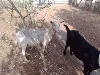 母山羊, Goats — 照片 1
