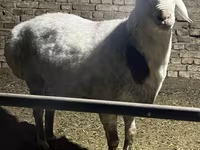 Kos, Afghan Arabi sheep — 1. fotó