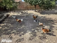 Chickens — الصورة 3