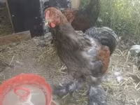 Brahma — foto 3