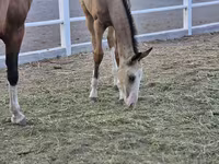 Hing, Akhal-Teke — 3. fotó