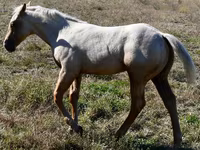 घोड़ा, Quarter Horse — फ़ोटो 3