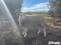 Oveja, Ovejas — foto 2