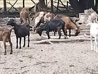 Cabra, Cabras — foto 1
