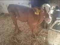 Cow, Limousin cow — photo 2