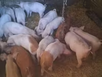 母猪, Дюрок — 照片 3