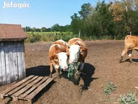 Cow, Simmental cattle — photo 7
