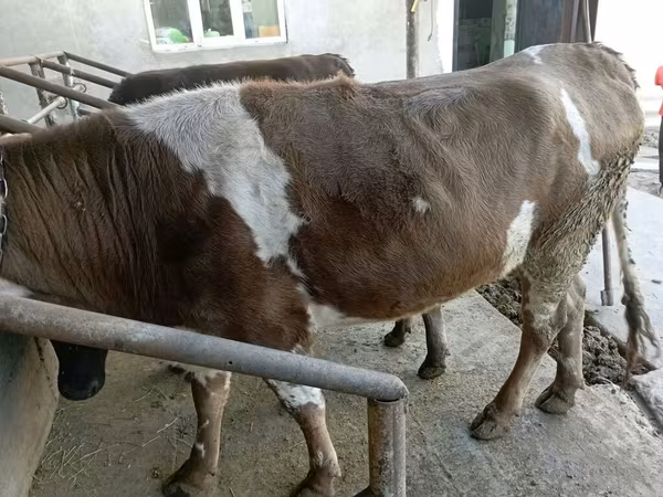 Vaca, Simmental cattle